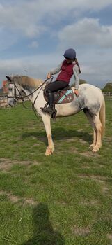 15hh 6yo Irish Mare, Brook, Horses For Sale, Newark Nottinghamshire 