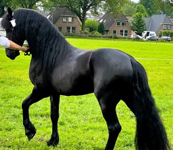 16.22 Magnificent Black Friesian Gelding Ready to go
