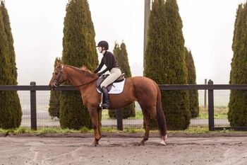 16.3hh 17 year old chestnut mare, Rechell, Pferd kaufen, Lafayette Oregon 