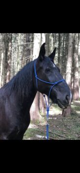 16 jähriger wallach, Tanja, Pferd kaufen, Thannhausen 