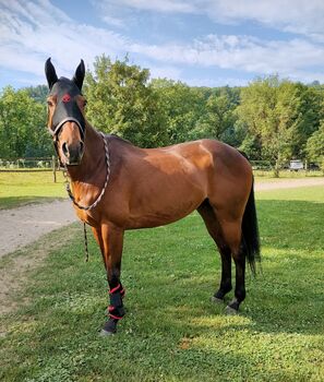 16-jähriges Polo Pony sucht schönes Plätzchen