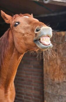 16 jähriger Vollblut Wallach zu verkaufen