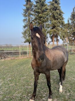 16 jährigen Spanier, Nina Geppert, Horses For Sale, Aldenhoven 