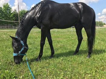165 cm großer, 8-jähriger Wallach, Evelyn Pferdhod, Horses For Sale, Debrecen
