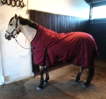 1680D Highneck Regen 135 145 155 165 Winterdecke 50g weinrot 5000mm, BTS Bywater International Clothing 1680D Highneck Thermodecke mit 50g, Reitartikelbörse (Reitartikelbörse - Onlineshop für Wanderreiter), Derki dla konia, Grevenbroich