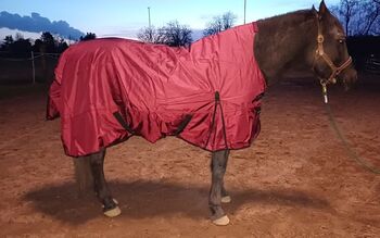 1680D Highneck Regen 105 115 125 135 145 155 Winterdecke 50g weinrot 5000mm BTS Bywater International Clothing 1680D Highneck Thermodecke mit 50g