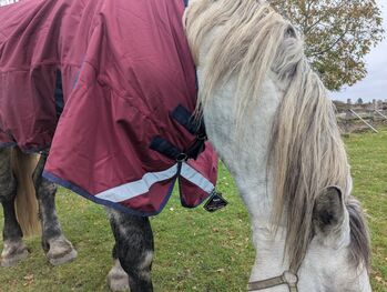 1680D KALTBLUT 100g Winter Reflex Regendecke m. Halsteil abnehmbar 175 185cm Outdoordecke 5000mm BTS Bywater International Clothing Kaltblut Winter Regendecke 100g mit Halsteil (abnehmbar) 