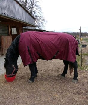 1680D KALTBLUT 50g Winter Regendecke weinrot 185cm Outdoordecke 5000mm, BTS Bywater International Clothing 1680D Kaltblut Winter Regendecke mit 50g weinrot, Reitartikelbörse (Reitartikelbörse - Onlineshop für Wanderreiter), Horse Blankets, Sheets & Coolers, Grevenbroich