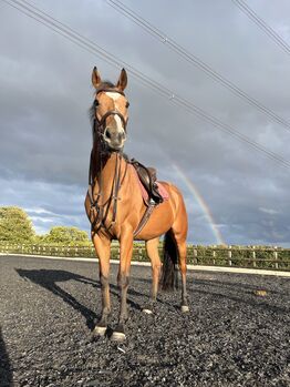 16hh ex racer tb mare for sale, Lana, Konie na sprzedaż, Sheffield