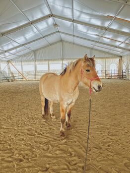 17 jährige Fjordstute an Bestplatz abzugeben, Alina, Horses For Sale, St. Moritz