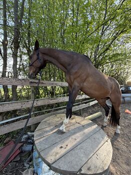 17 Jähriger Wallach