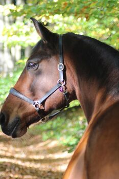 17-jährige Stute, 1,57 m, sucht passendes Zuhause