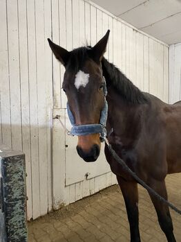 17-jährige Stute zu verkaufen, Isi, Horses For Sale, Schwieberdingen