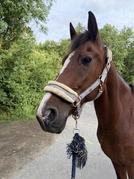 Traberstute 17 jährig, AnikaSchmitt , Horses For Sale, Bad Ems