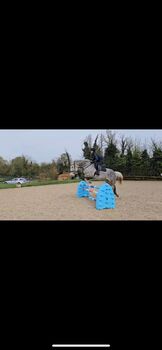 17hh ISH All rounder, Evie, Horses For Sale, Littlewick Green