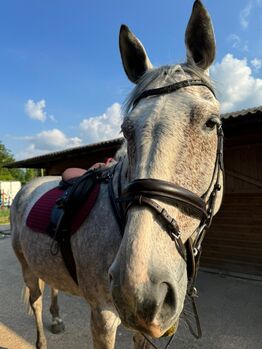 17hh ISH All rounder