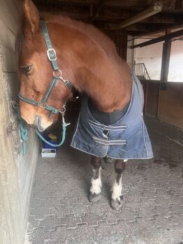 18 Jährige Freiberger stute