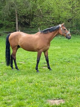 18-jährigen Lehrmeister, Nk, Horses For Sale, Warburg