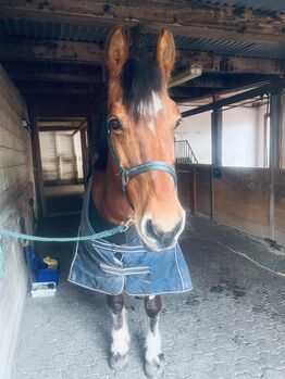 18 Jährige Freiberger stute, Linda, Horses For Sale, Schaan