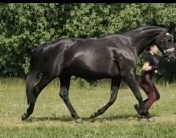 19 Jährige Hannoveraner Zuchtstute, Luisa, Horses For Sale, Velpke