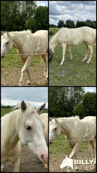 2,5 Jahre junge Palomiio Paint Horse Stute, Astrid Croft, Pferd kaufen, Langlingen