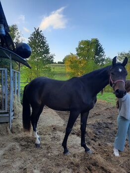 2,5 jährige springgezogene Stute von UNO 1