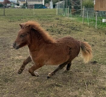 2 Original Shetlandponys halbjährig zu verkaufen