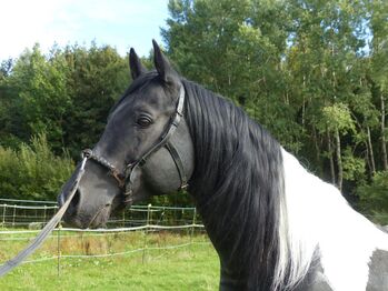 2 Araber in Sonderlackierung !!!