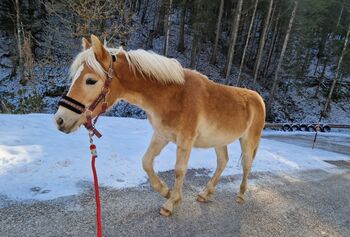 2  wunderschöne Haflinger Halbbrüder