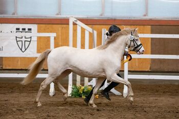 2 Hengstfohlen, Pferde und Ponys, Anette Klatt, Horses For Sale, Oetzen