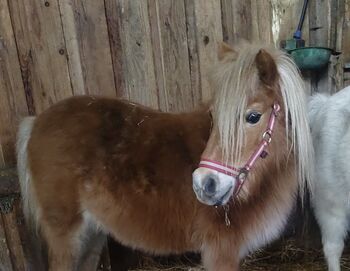 2 hübsche Ponystuten, B.M., Pferd kaufen, Großheide