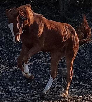 2 jähriger Wallach von Now Or Never, Karl Killer, Horses For Sale, Böbingen an der Rems