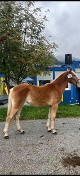 2 jährige Haflingerstute