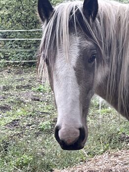 2-jähriger Irish Cob Wallach in der Farbe Buckskin Tobiano, Verena Amacker, Pferd kaufen, Genevrey