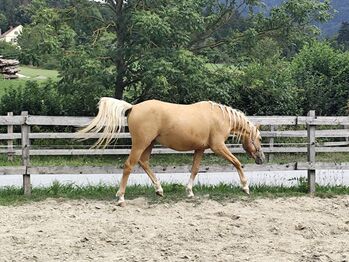 2-jähriger Ponywallach, Natalie, Pferd kaufen, St. Ruprecht