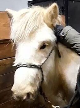 2-jähriger Wallach in Traumfarbe, natürlich mit Fohlen-ABC, Islandpferde-aus-Island, Pferd kaufen, Südisland