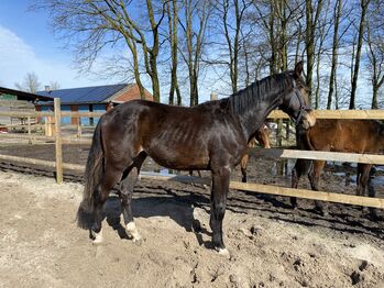 2-jähriger Hengst, Sarah von Höfen, Horses For Sale, Falkenberg