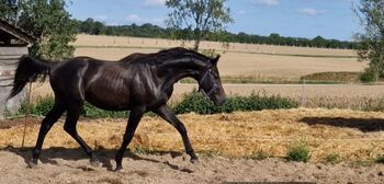 2jähriger Hengst von Casino Berlin, Manuela Menzel , Horses For Sale, Magdeburg