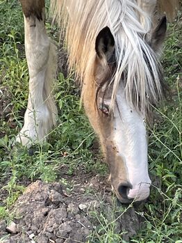 2-jähriger Irish Cob Hengst in der Farbe Buckskin Tobiano, Verena Amacker, Horses For Sale, Genevrey