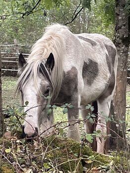 2-jähriger Irish Cob Wallach in der Farbe Buckskin Tobiano