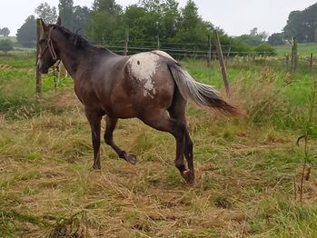 2 jähriger Junghengst ApHC