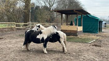 2 Scheckponystuten 3 und 6 Jahre, Ange, Konie na sprzedaż, Hamburg Eidelstedt