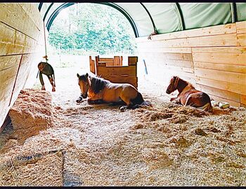 2 Mähnenwunder suchen eine Aufgabe!, Denise Devich, Horses For Sale, Weitersfeld an der Mur