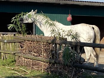 2 Paddockboxen, Angelika Walter, Horse Stables, Bremen