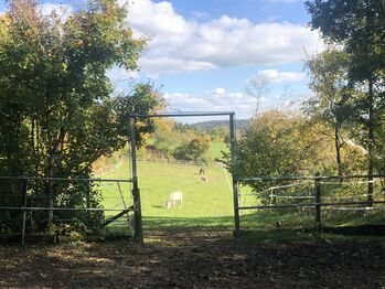 2 Plätze in kleinem, familiärem Offenstall frei, Offenstall, Stallplätze, Aidlingen