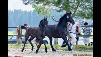 2. Prämien Friesenhengstfohlen, Karin Steiner , Pferd kaufen, St. Georgen ob Judenburg 