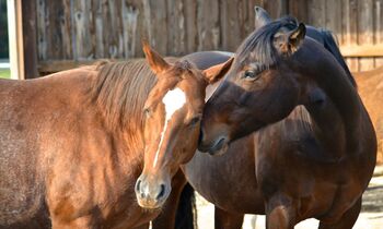 2 Quarterstuten abzugeben, An Gela, Horses For Sale, Basel