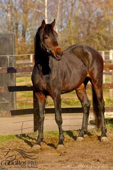 2 jähriger KWPN Wallach aus Glamourdale, Thomas Adams (Caballos PRE), Horses For Sale, Bell