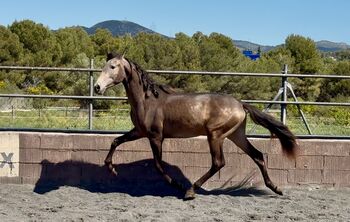 2 jähriger PRE Bayo Hengst - ca. 1.62 m, Thomas Adams (Caballos PRE), Horses For Sale, Bell