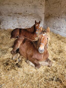 2 Schleswiger Kaltblut Jährlingsstuten suchen neuen Möhrchengeber